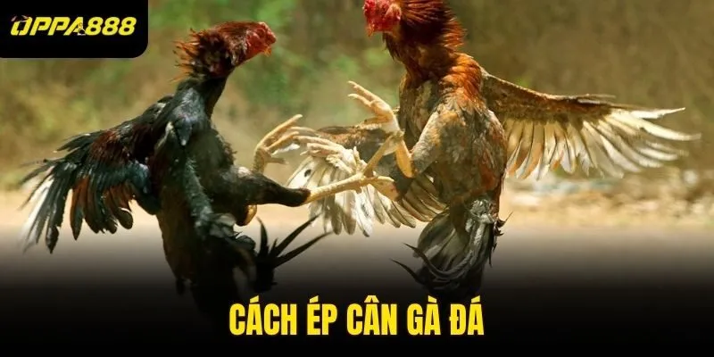 Cách ép cân gà đá