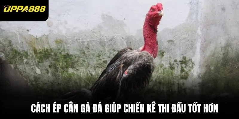 Cách ép cân gà đá giúp chiến kê thi đấu tốt hơn