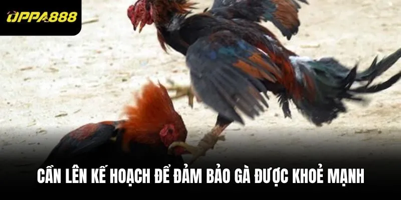 Cần lên kế hoạch để đảm bảo gà được khoẻ mạnh