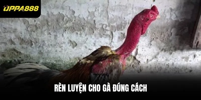 Rèn luyện cho gà đúng cách