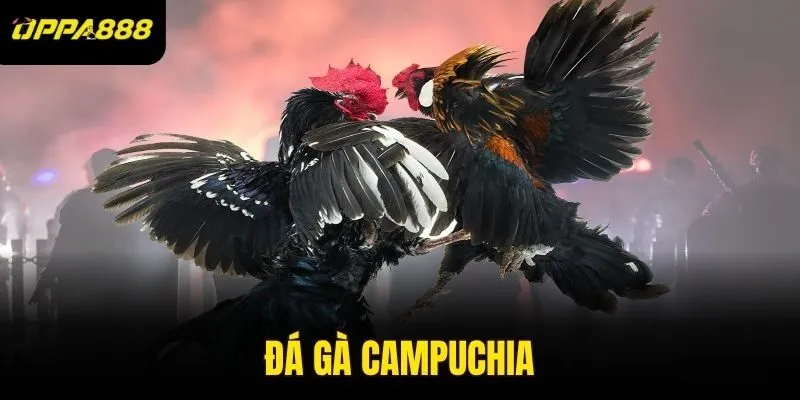 đá gà Campuchia