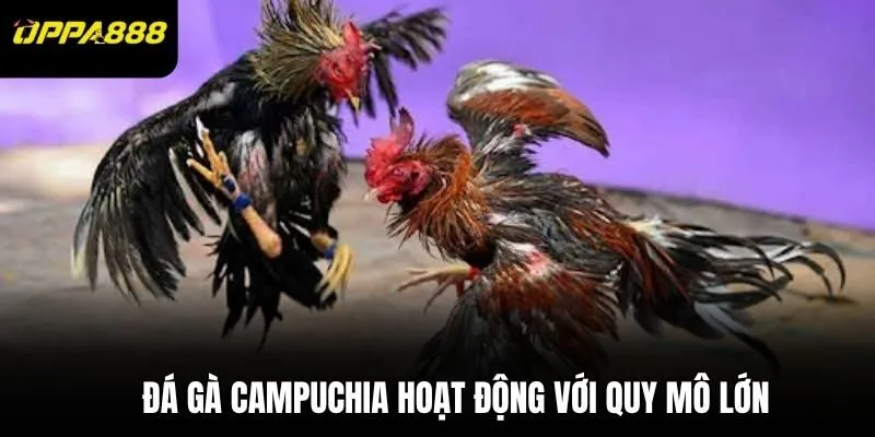 Đá gà Campuchia hoạt động với quy mô lớn