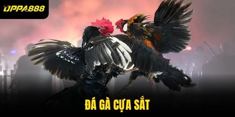 đá gà cựa sắt