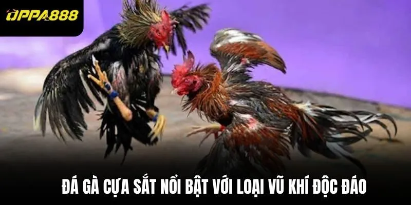 Đá gà cựa sắt nổi bật với loại vũ khí độc đáo