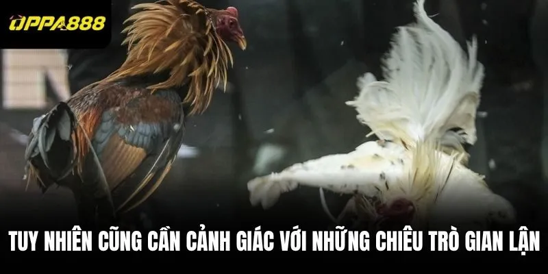 Tuy nhiên cũng cần cảnh giác với những chiêu trò gian lận