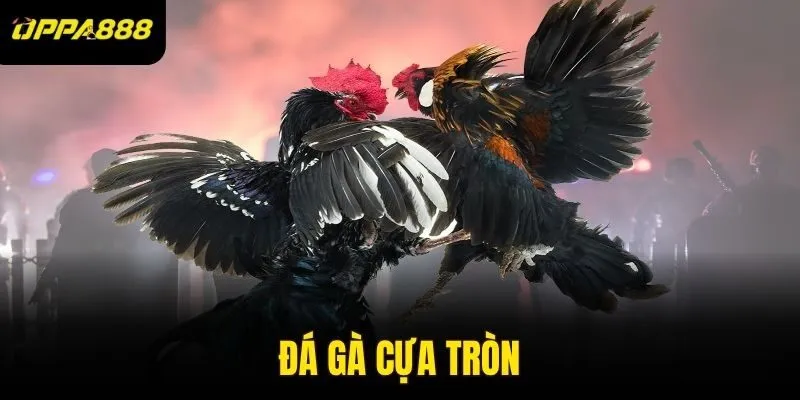đá gà cựa tròn