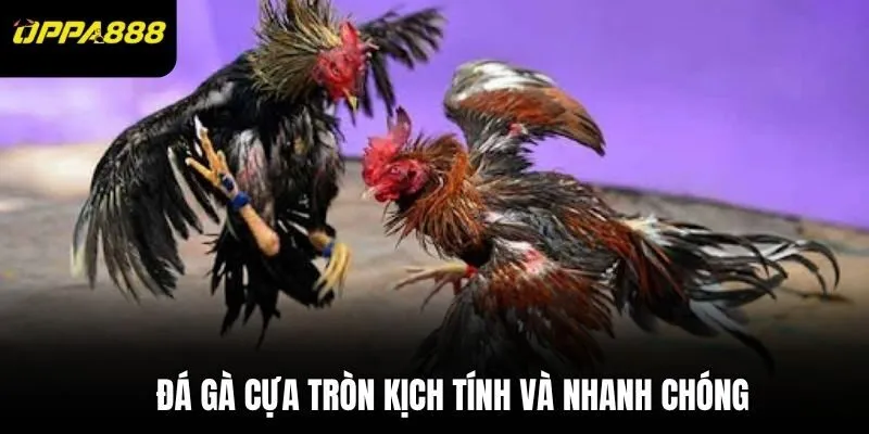 Đá gà cựa tròn kịch tính và nhanh chóng