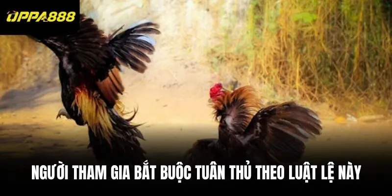 Người tham gia bắt buộc tuân thủ theo luật lệ này