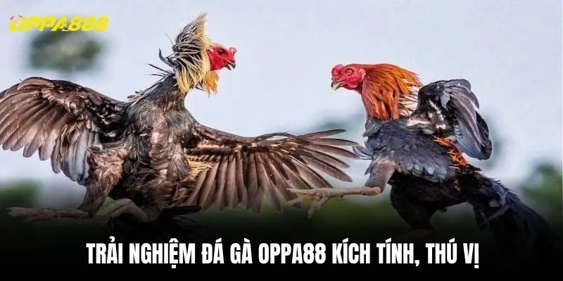 Trải nghiệm đá gà Oppa88 kích tính, thú vị