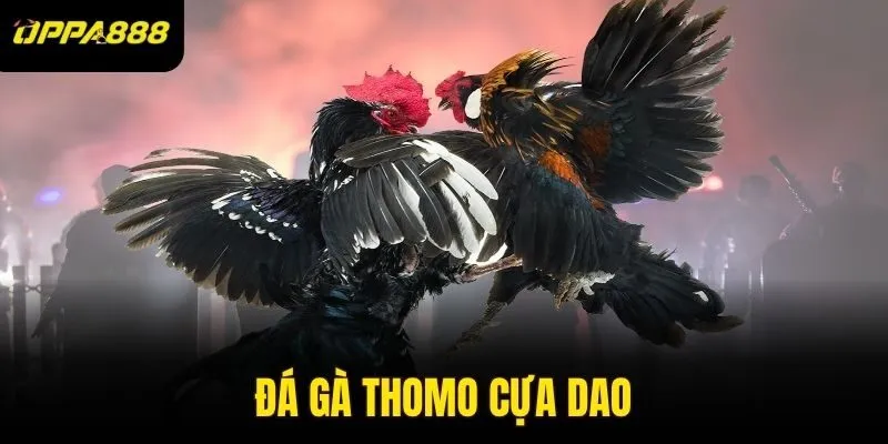Đá Gà Thomo Cựa Dao