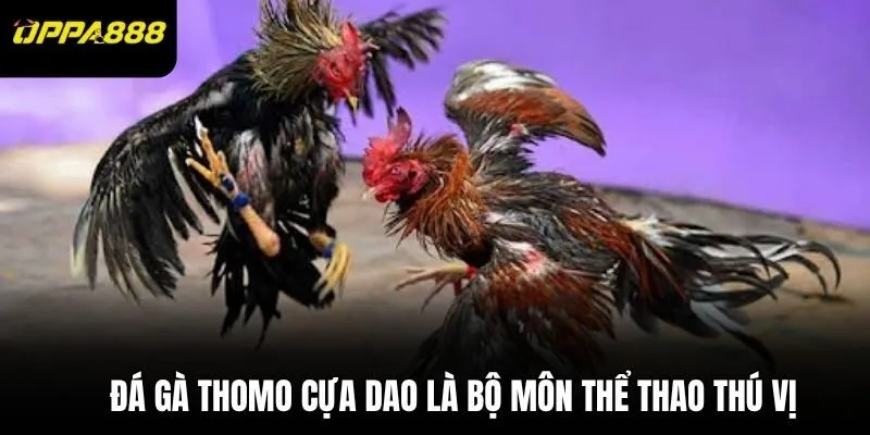 Đá gà Thomo cựa dao là bộ môn thể thao thú vị