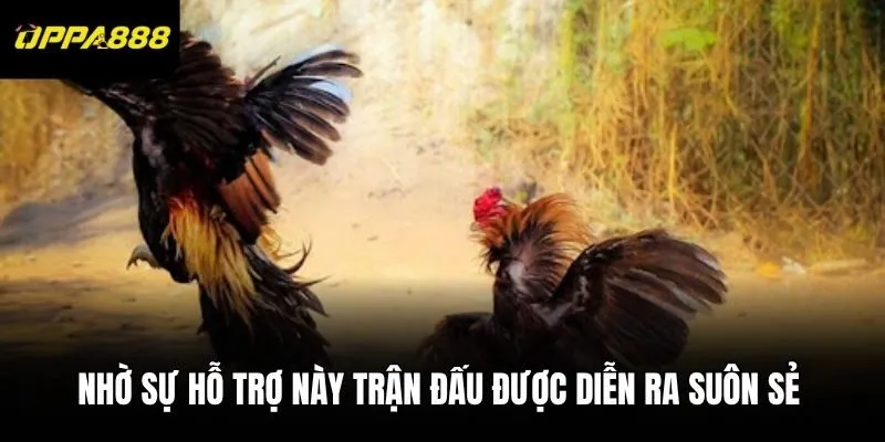 Nhờ sự hỗ trợ này trận đấu được diễn ra suôn sẻ